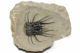 Crazy, Spiny Dicranurus Trilobite - Atchana, Morocco #363024-2